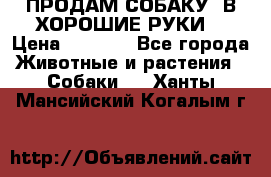 ПРОДАМ СОБАКУ  В ХОРОШИЕ РУКИ  › Цена ­ 4 000 - Все города Животные и растения » Собаки   . Ханты-Мансийский,Когалым г.